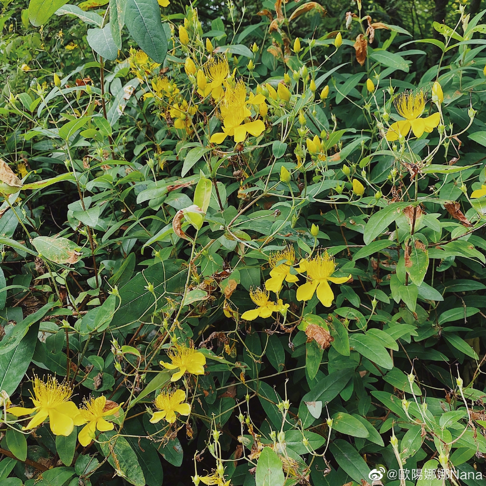 欧阳娜娜一身简约装扮漫步庭院 捕捉自然美景显文艺知性