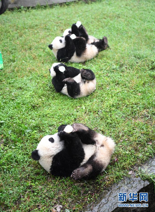 重庆大熊猫双重喜庆满周岁