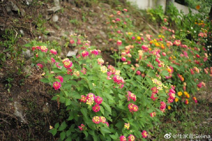 Selina梳双麻花辫清爽减龄 晒摄影作品幸福称有成就感