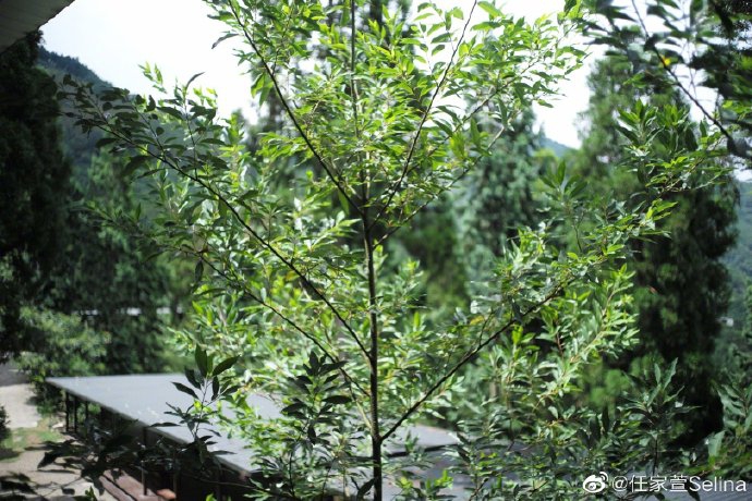 Selina梳双麻花辫清爽减龄 晒摄影作品幸福称有成就感