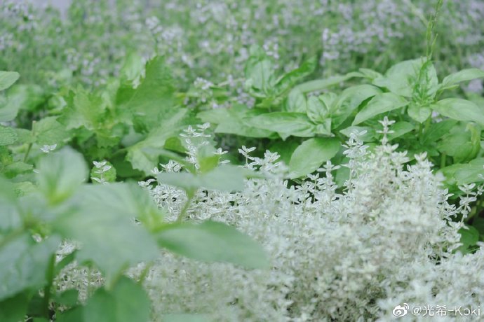木村光希晒夏日近照明朗清新 细嗅花香画面唯美