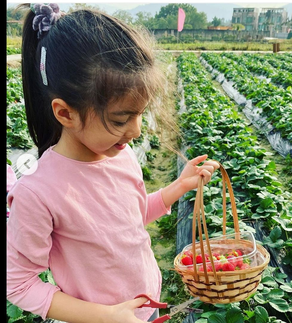 梁咏琪带女儿回归大自然摘草莓 母女互动画面超温馨