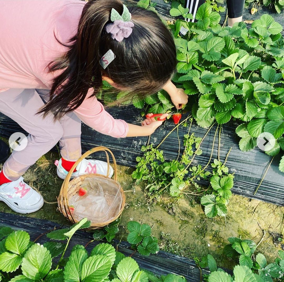 梁咏琪带女儿回归大自然摘草莓 母女互动画面超温馨