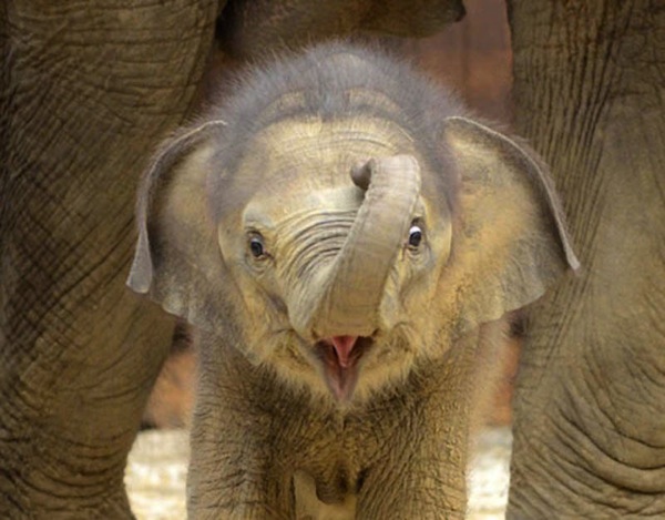 卖萌的大象宝宝组图