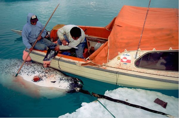 虎鲸捕食海豚图片