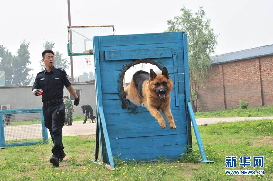 北京市警犬训练基地图片