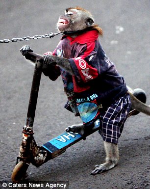 印尼街头猴子穿娃娃衣表演.