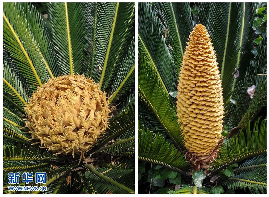 杭州雌雄铁树齐开花