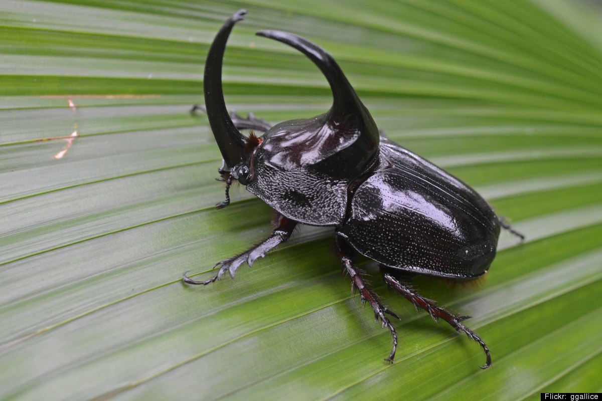 完胜人类的动物运动员