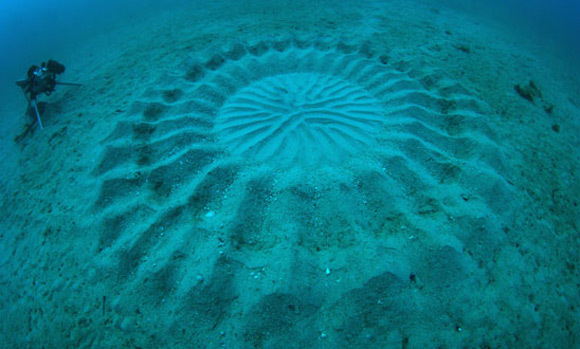 海底麦田怪圈图片