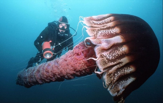 海底世界神秘巨型生物