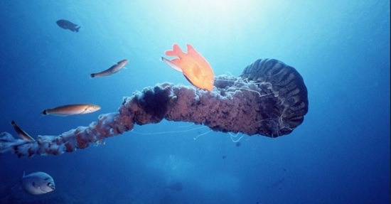 海底世界神秘巨型生物