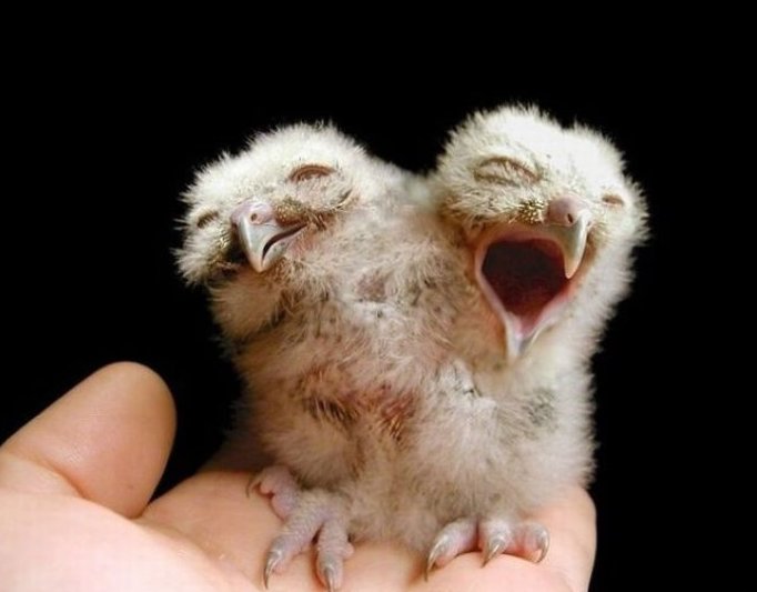 最新双头动物大盘点