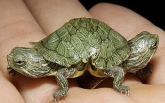 最新双头动物大盘点