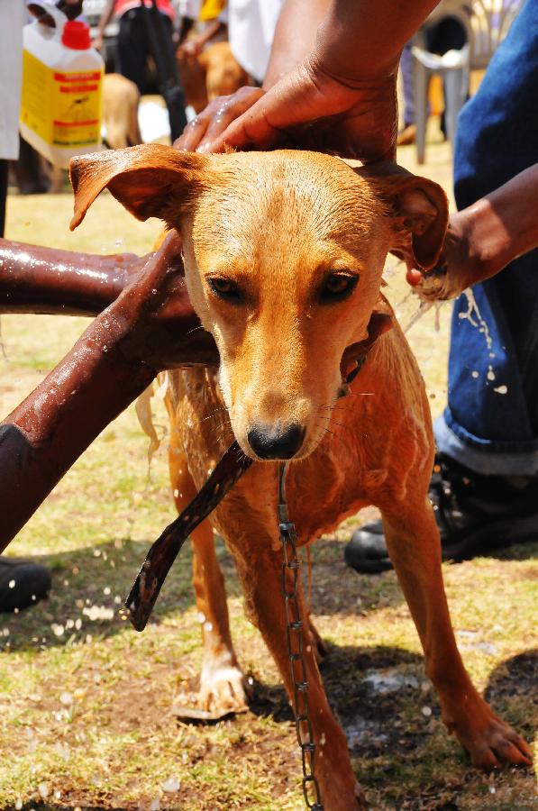 肯尼亚狗儿洗澡日