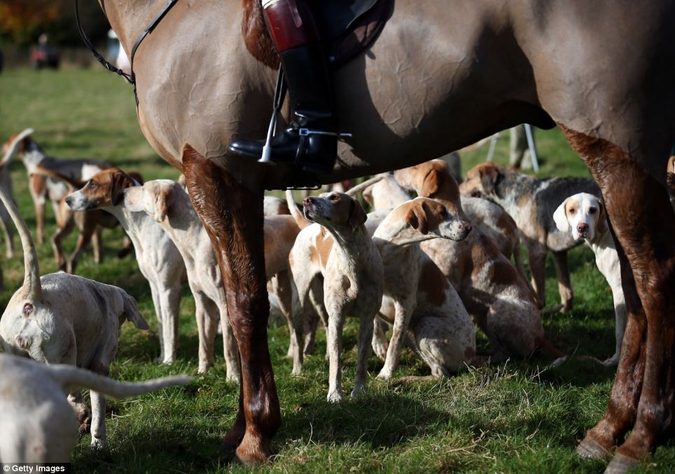 英国狩猎季节开幕数百猎手盛装亮相
