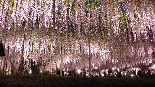 浪漫的童话世界日本绚烂的紫藤隧道