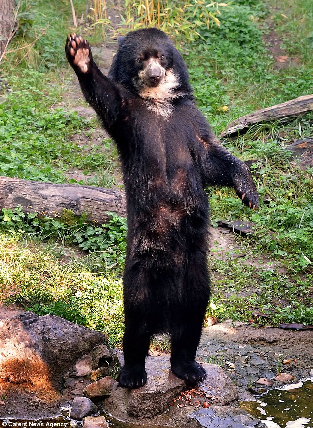 德小熊学人站立挥手向动物饲养员讨食物图