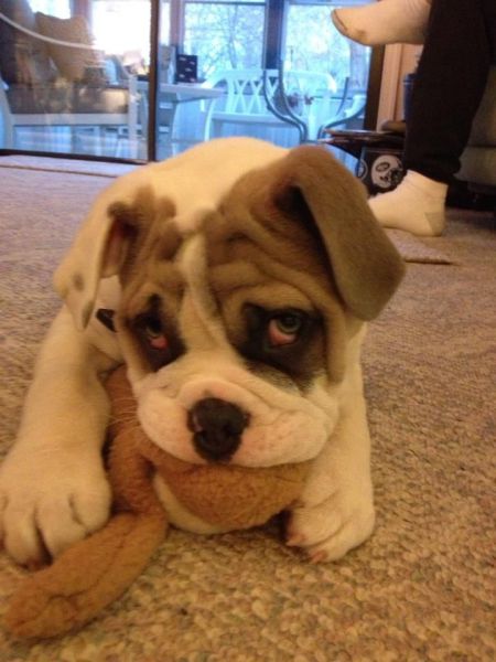 动物超囧表情秀