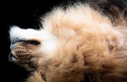 睡眼惺忪犯迷糊英国狮子王打盹儿被拍