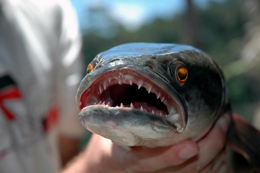 盘点10种最恐怖的鱼琵琶鱼长相狰狞似恶魔