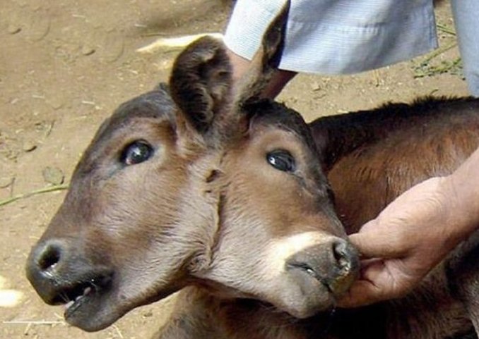 动物界万众异类世界双头动物盘点