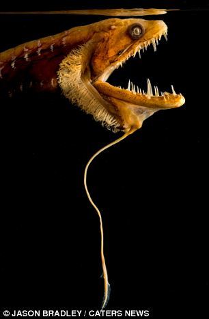 潜伏于深海的奇特生物:毒蛇鱼发光诱捕猎物