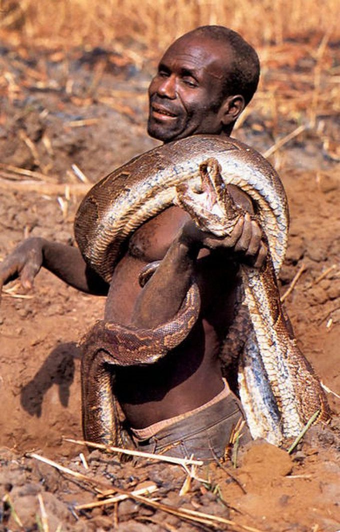 非洲猎人冒死钻洞徒手捕捉蟒蛇