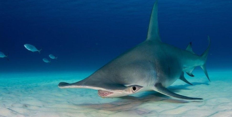 追踪无钩双髻鲨体型可达6米长濒临灭绝