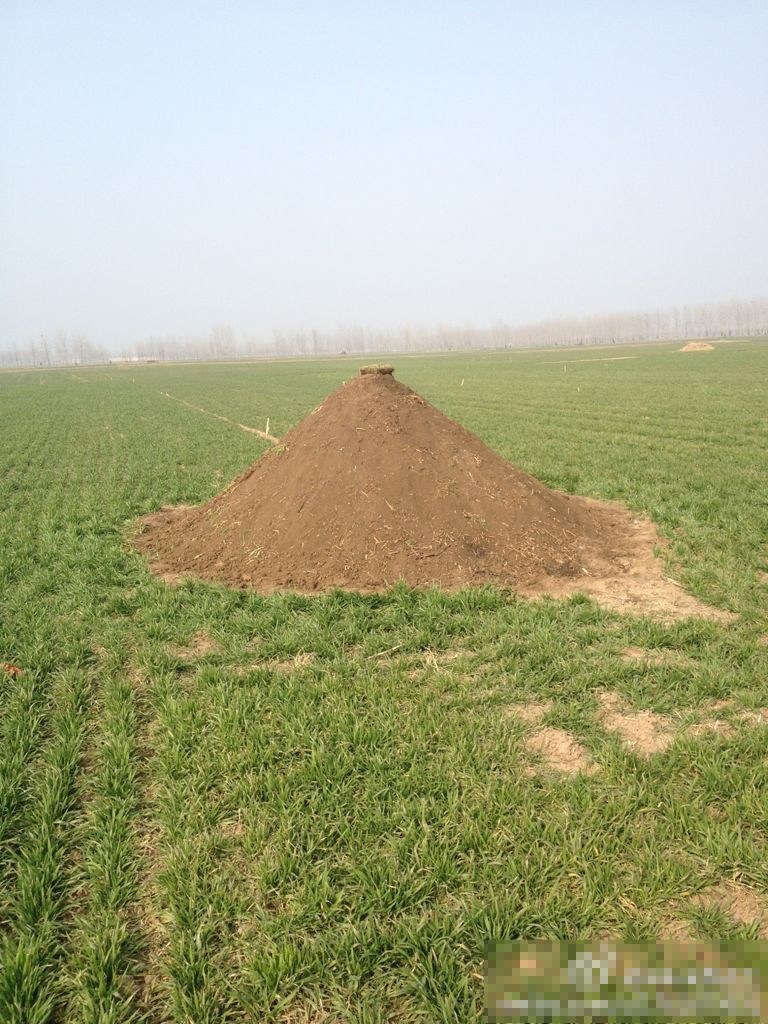 河南周口一夜恢复百万被平坟墓官员向上级检讨