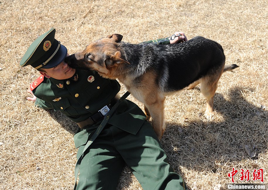 武警訓犬員和戰友黑虎感情真好