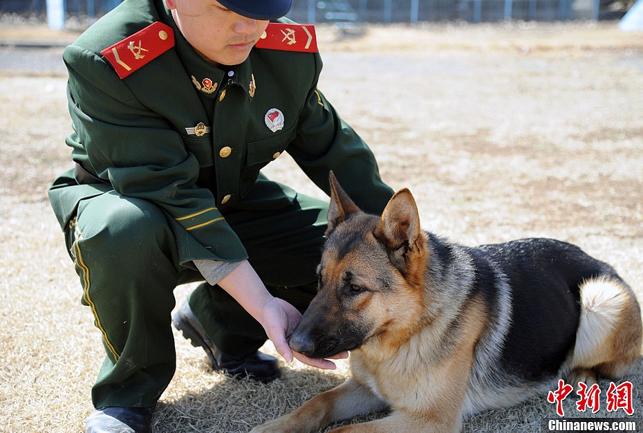 武警訓犬員和戰友黑虎感情真好