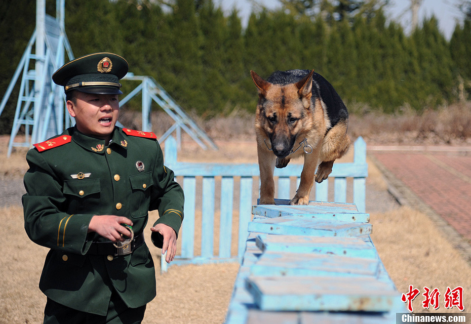 武警訓犬員和戰友黑虎感情真好