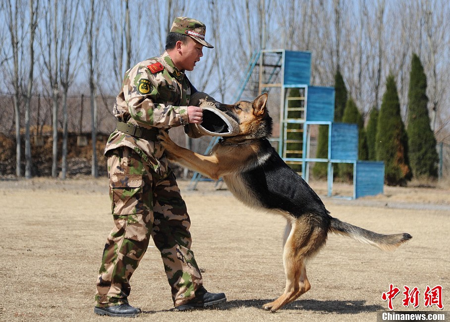 图为闫金彪和黑虎正在训练.杨兵 摄 13/14 隐藏描述