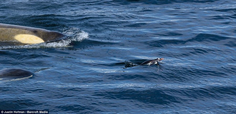 实拍虎鲸猎杀溺死企鹅瞬间