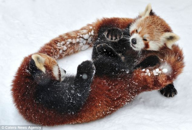 奥地利两只小熊猫雪地上演真功夫