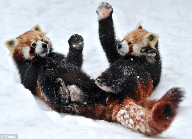 奥地利两只小熊猫雪地上演真功夫