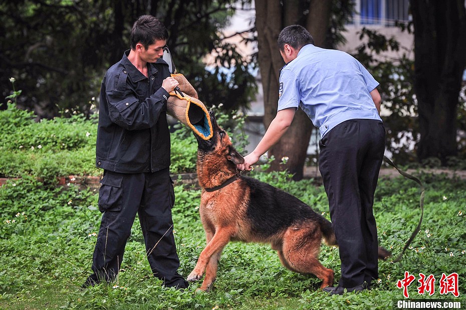 探访南宁 狗狗警察