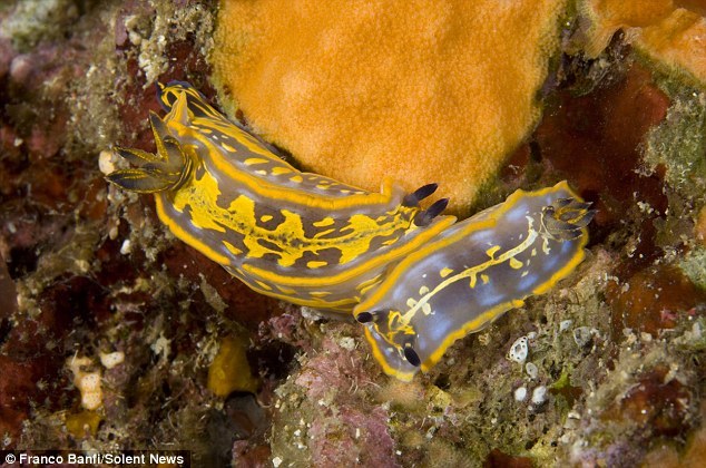 色彩斑斓的海蛤蝓外形独特似外星生物