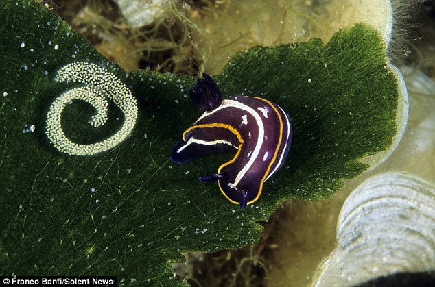 色彩斑斓的海蛤蝓外形独特似外星生物