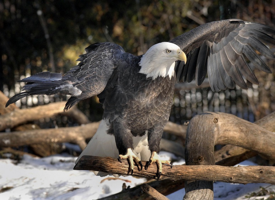 美国米勒公园动物园一只秃鹰展开翅膀,专家称其或在求偶.