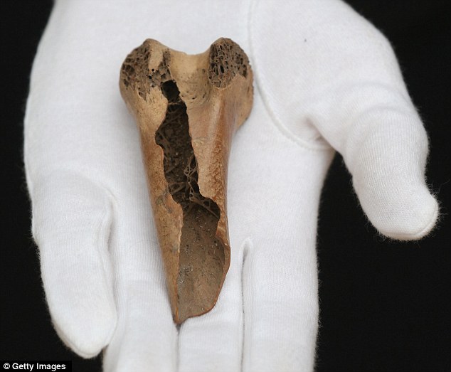 佳士得拍卖罕见灭绝渡渡鸟化石价值10万元