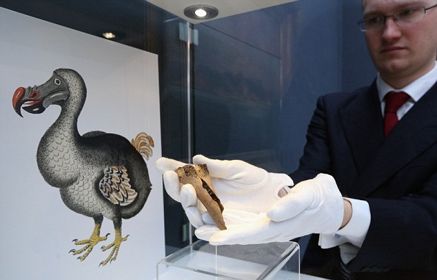 佳士得拍卖罕见灭绝渡渡鸟化石价值10万元