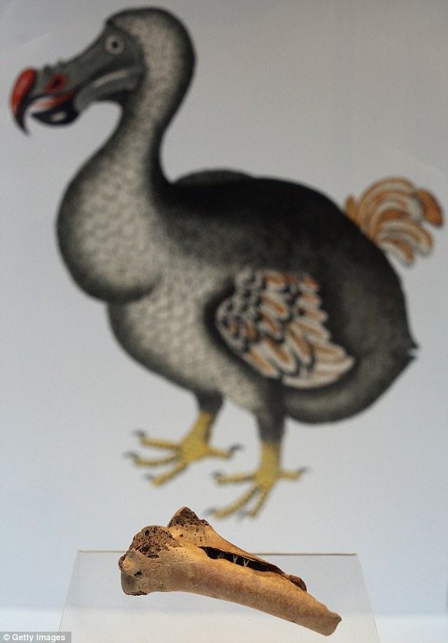 佳士得拍卖罕见灭绝渡渡鸟化石价值10万元