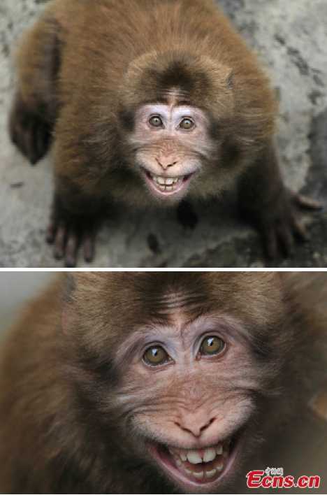 12种会笑的可爱动物黑冠猕猴搞笑自拍