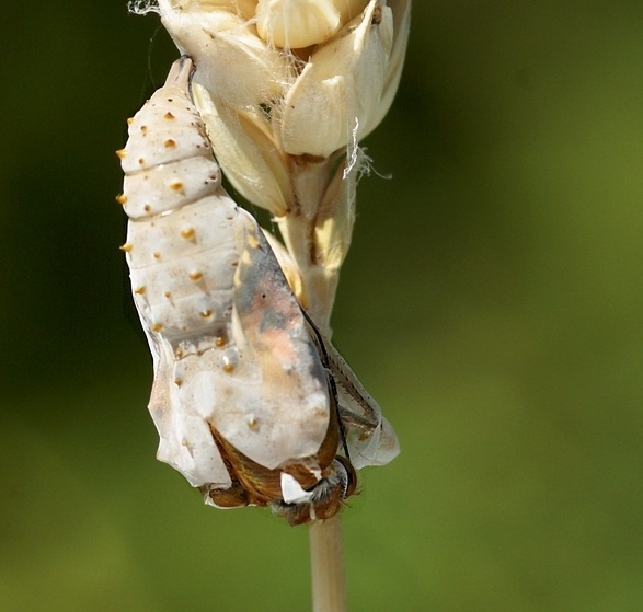 蝴蝶破蛹而出全过程:生命旅程仅剩两周