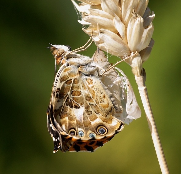 蝴蝶破蛹而出全过程:生命旅程仅剩两周
