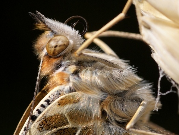 蝴蝶破蛹而出全过程:生命旅程仅剩两周