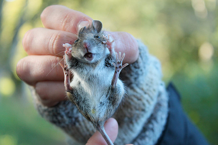 英国哺乳动物年度摄影师大赛跳跃的老鼠夺冠
