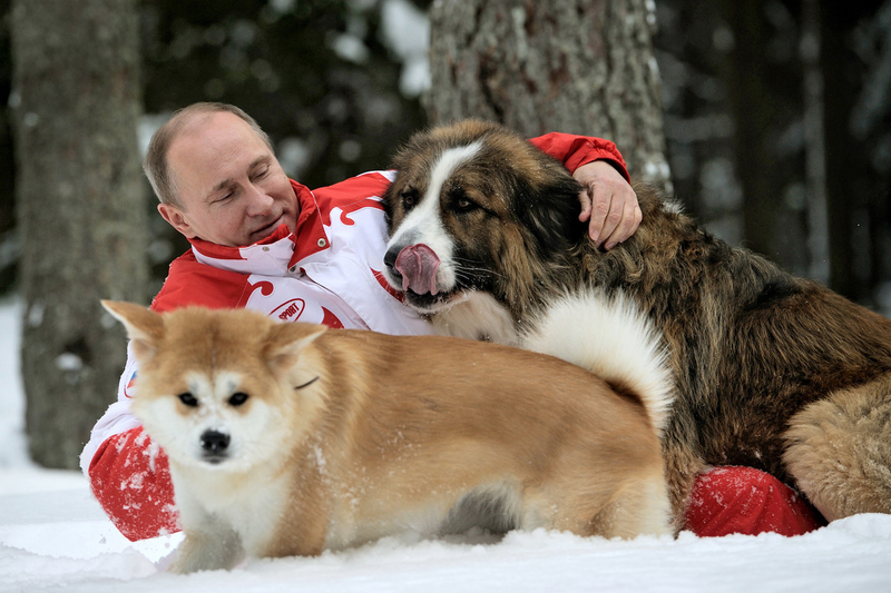 普京与秋田犬雪中嬉戏